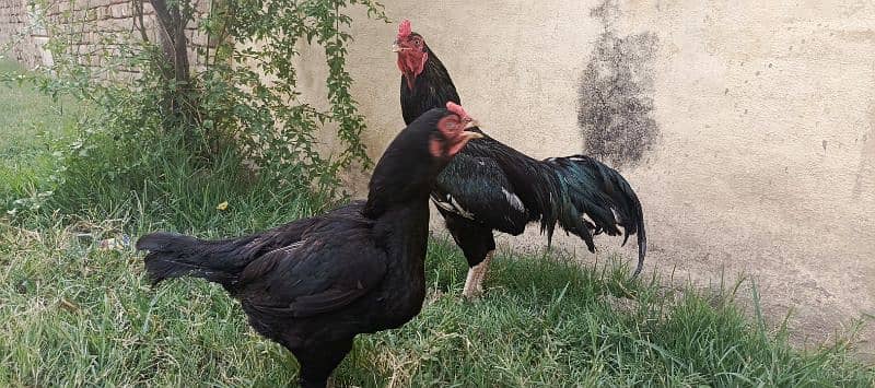 black aseel pair for sale 1