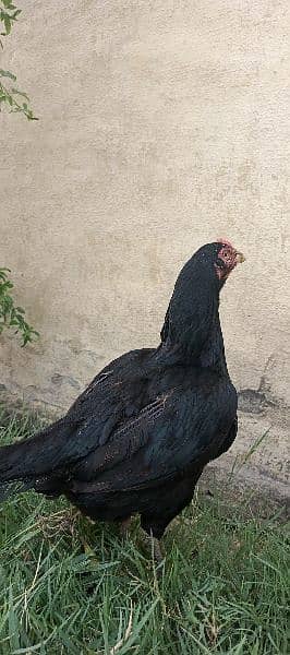 black aseel pair for sale 2