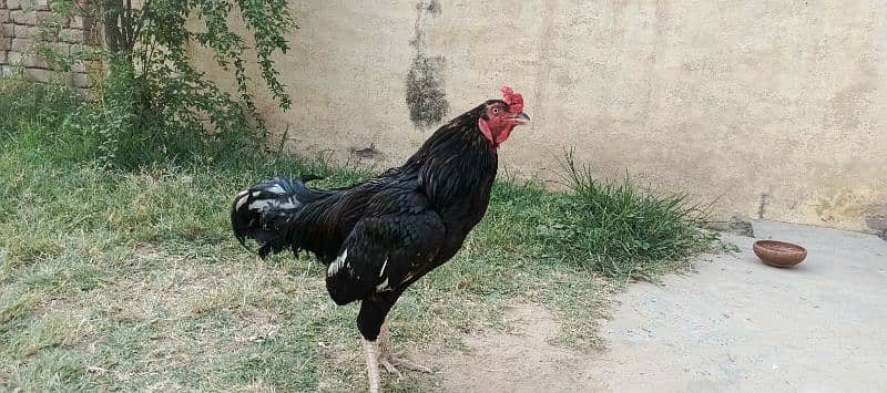 black aseel pair for sale 3