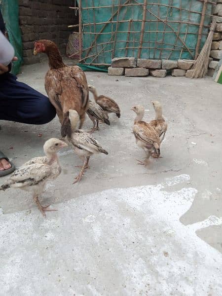 Aseel Peela Java Murgha Murghi And 6 Chicks 0