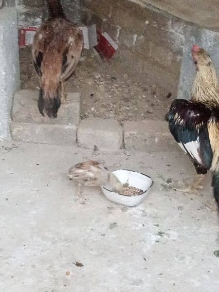 Aseel Peela Java Murgha Murghi And 6 Chicks 3