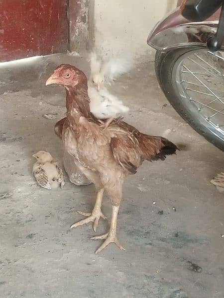 Aseel Peela Java Murgha Murghi And 6 Chicks 4