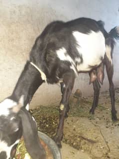 Desi Female Goats for Sale