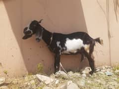 Desi Female Goat for Sale