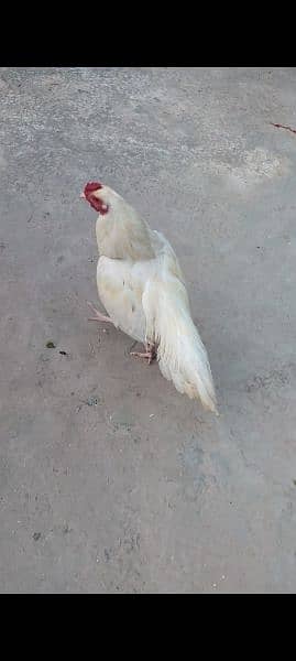 white aseel murgha and black murghi for urgent sale ha 1