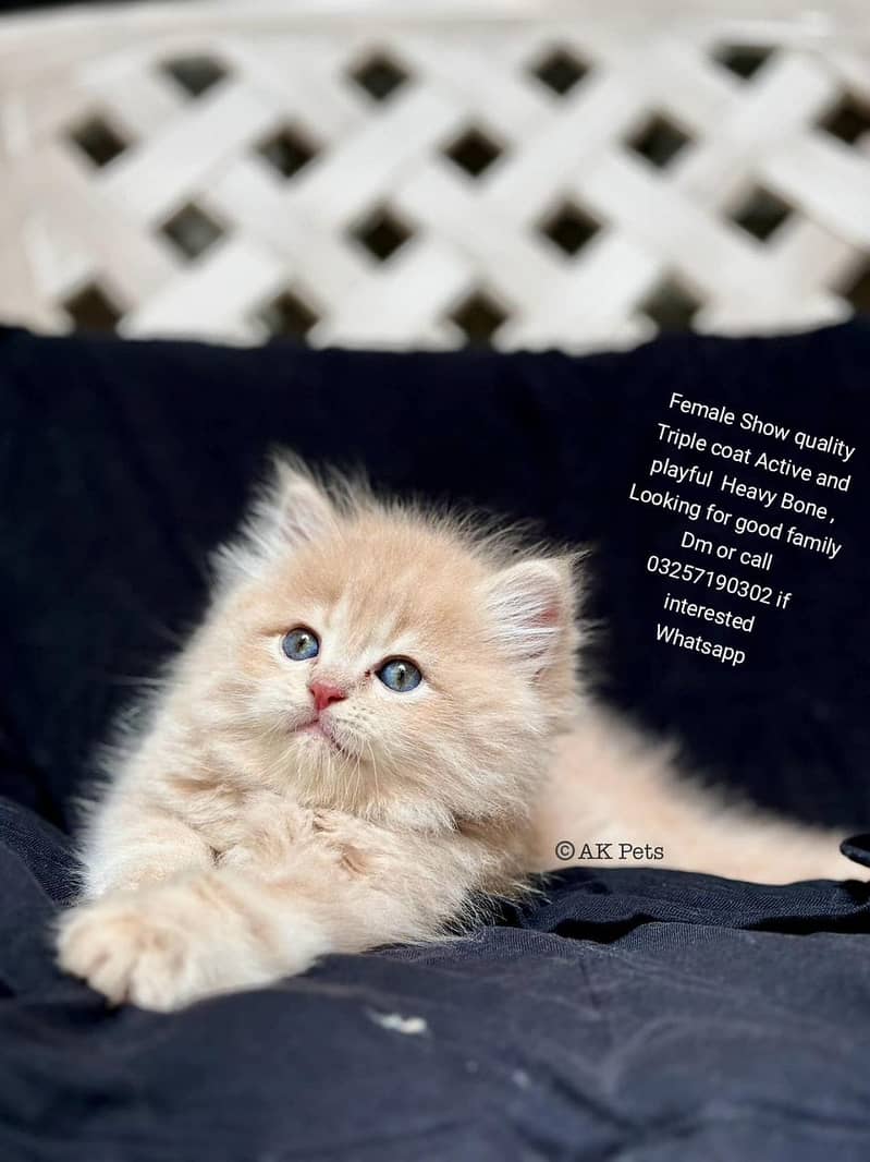 Kittens / Persian kittens / Triple coated kittens ( 03257190302 ) 0