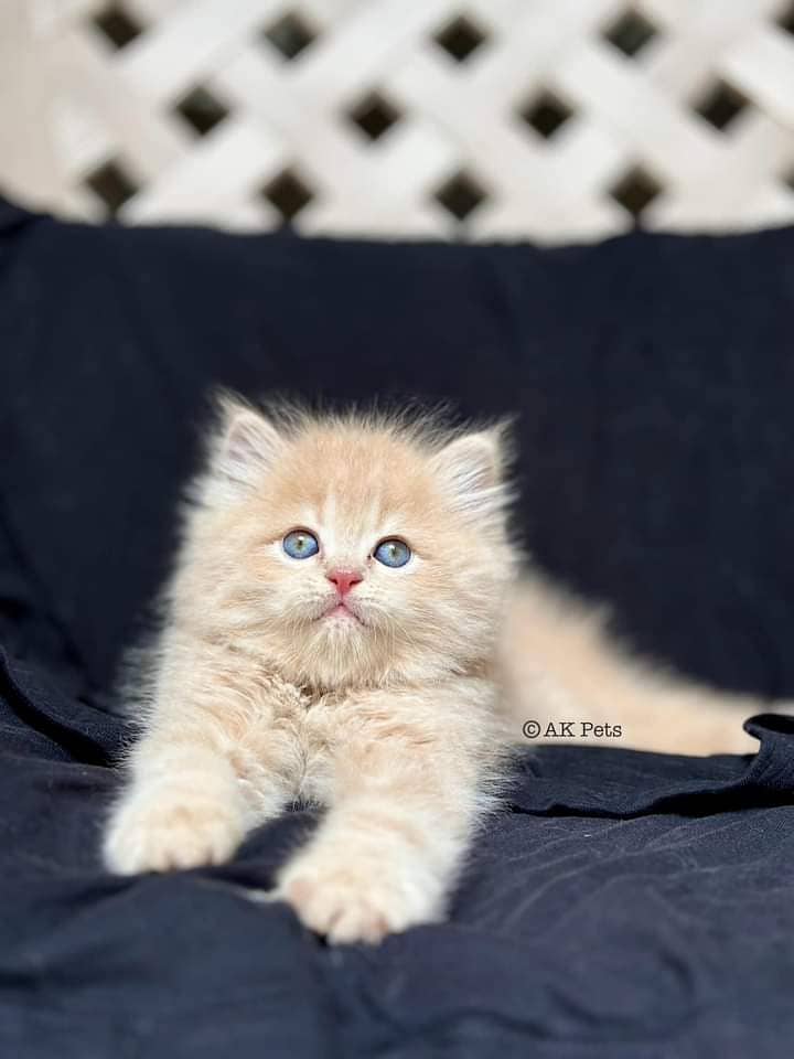 Kittens / Persian kittens / Triple coated kittens ( 03257190302 ) 6