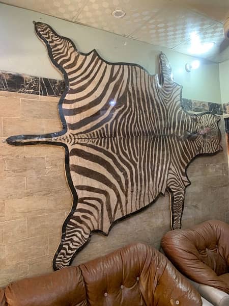 Zebra rug 1