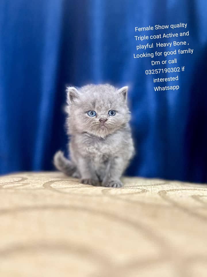 Kittens / Persian kittens / Triple coated kittens ( 03257190302 ) 0