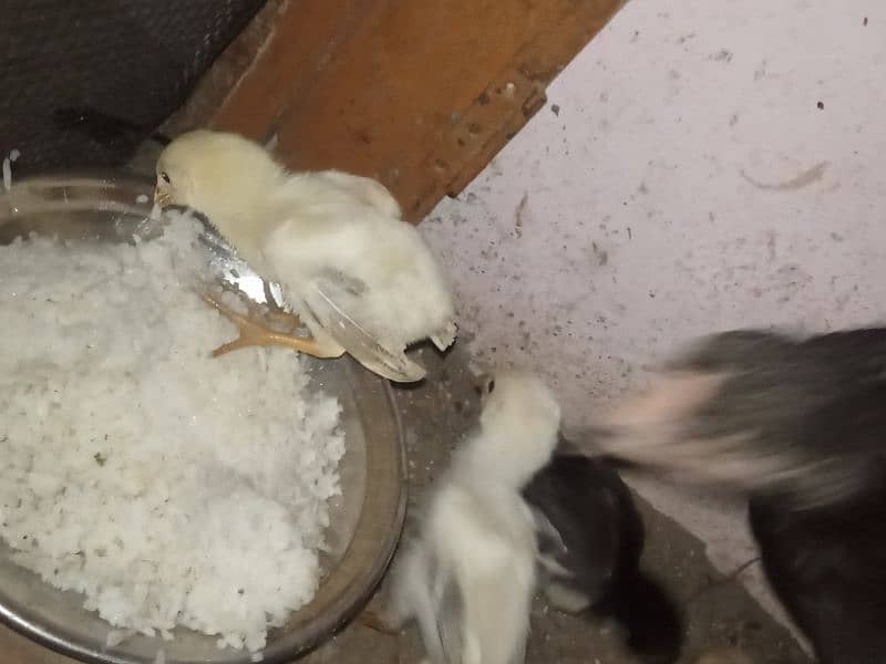 aseel murga or aseel  murgi with chicks 3