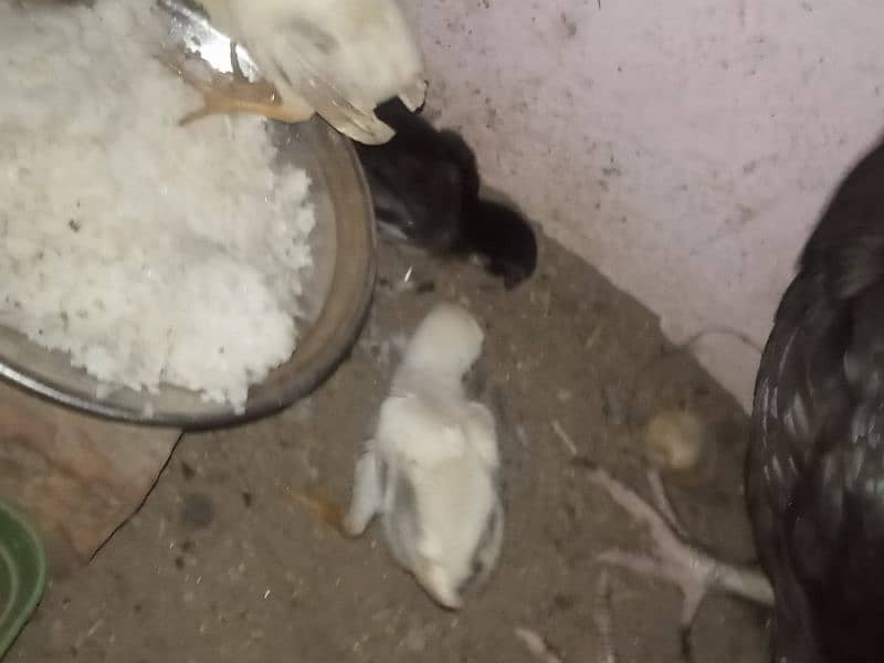 aseel murga or aseel  murgi with chicks 4