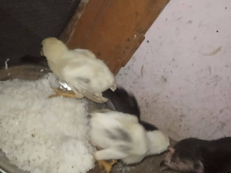 aseel murga or aseel  murgi with chicks 5