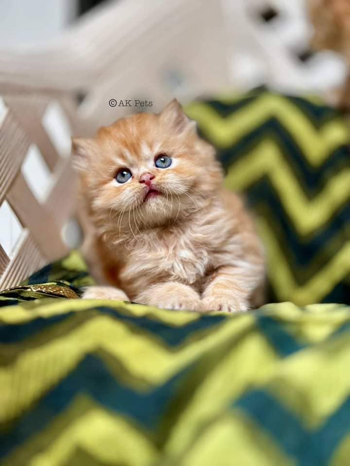 Kittens / Persian kittens  / Triple coated kittens ( 03257190302 ) 7