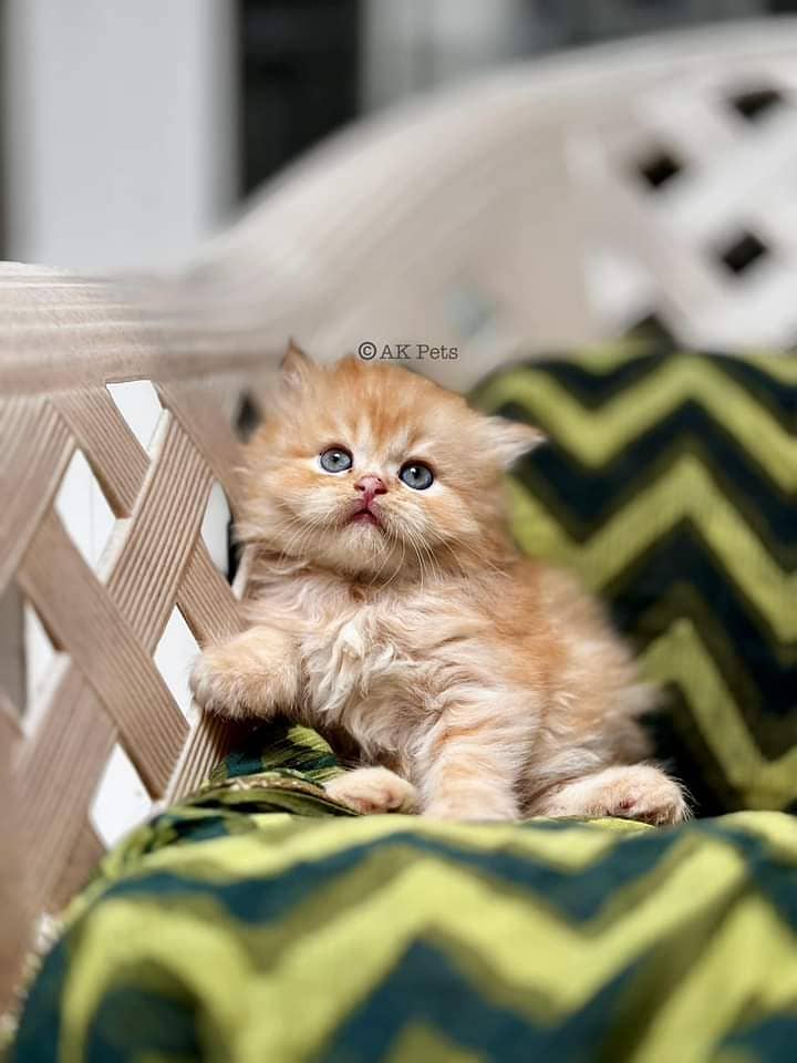 Kittens / Persian kittens  / Triple coated kittens ( 03257190302 ) 8