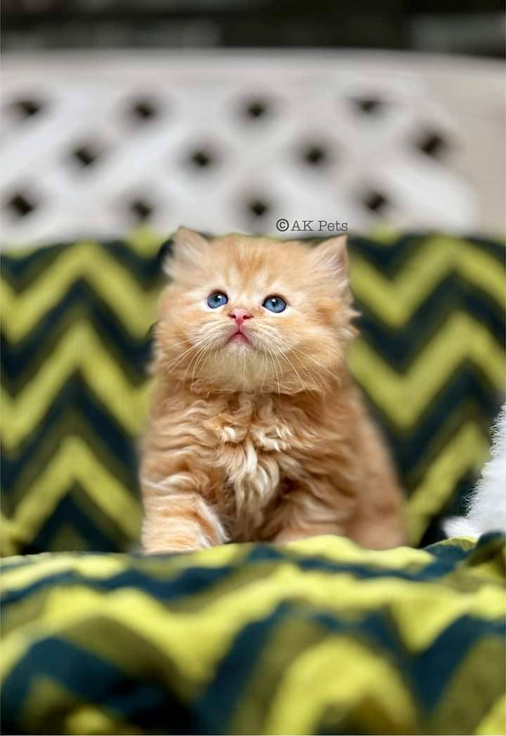 Kittens / Persian kittens  / Triple coated kittens ( 03257190302 ) 13