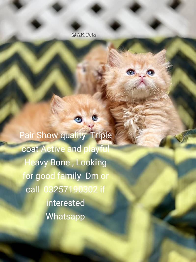 Kittens / Persian kittens  / Triple coated kittens ( 03257190302 ) 0