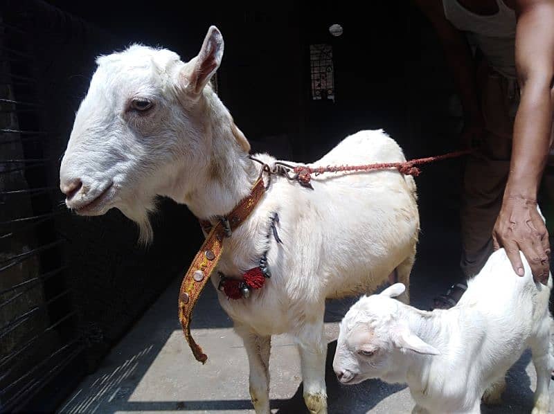 Barbari gulabi tadi bakri with male kid 18 days old 1