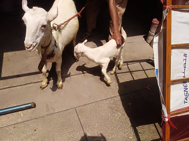 Barbari gulabi tadi bakri with male kid 18 days old 2