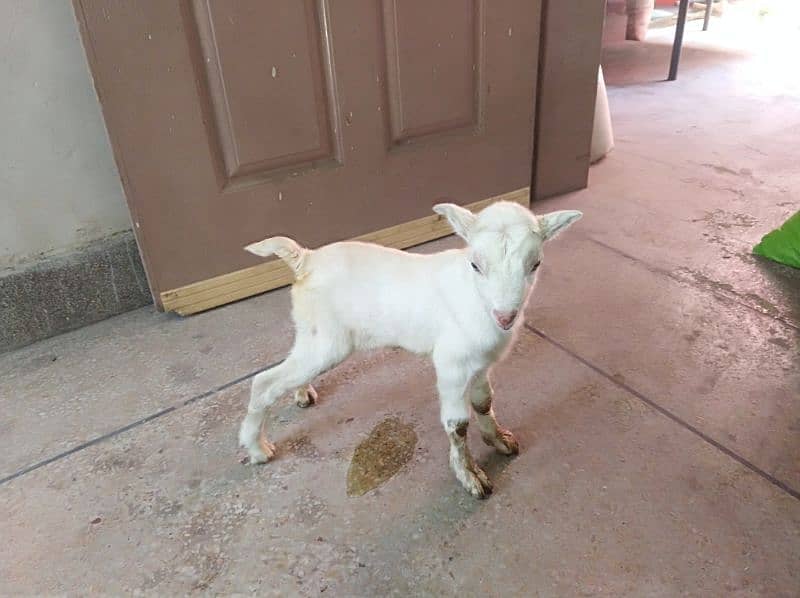 Barbari gulabi tadi bakri with male kid 18 days old 5