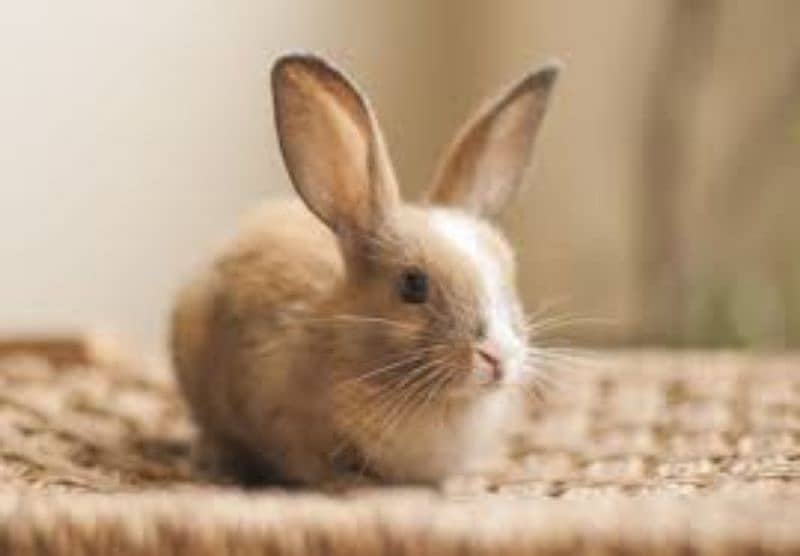 Rabbit for sale in kasur 0