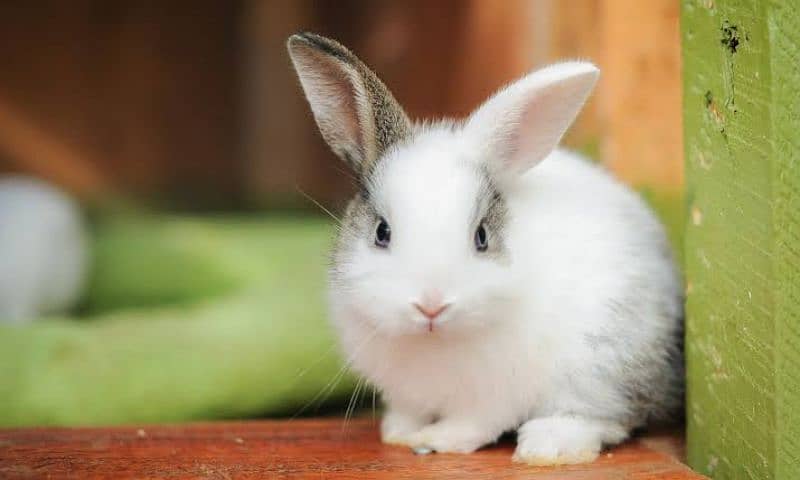 Rabbit for sale in kasur 1