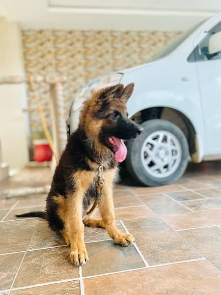 German Shaphered Female Puppy 2