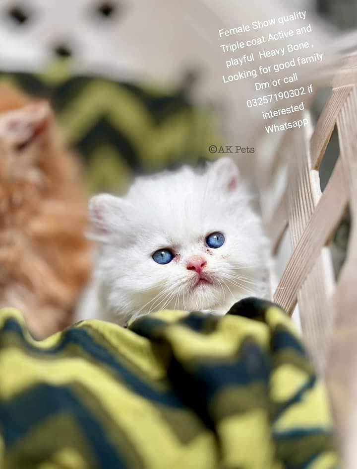 Kittens / Persian kittens / Triple coated kittens ( 03257190302 ) 0