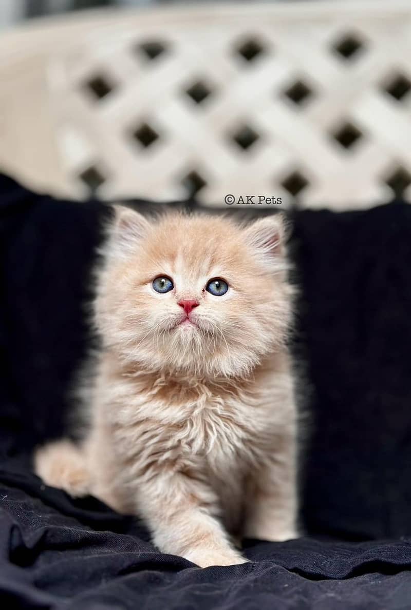 Kittens / Persian kittens / Triple coated kittens ( 03257190302 ) 6