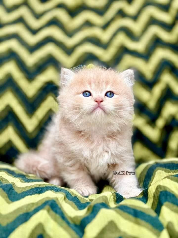 Kittens / Persian kittens / Triple coated kittens ( 03257190302 ) 10