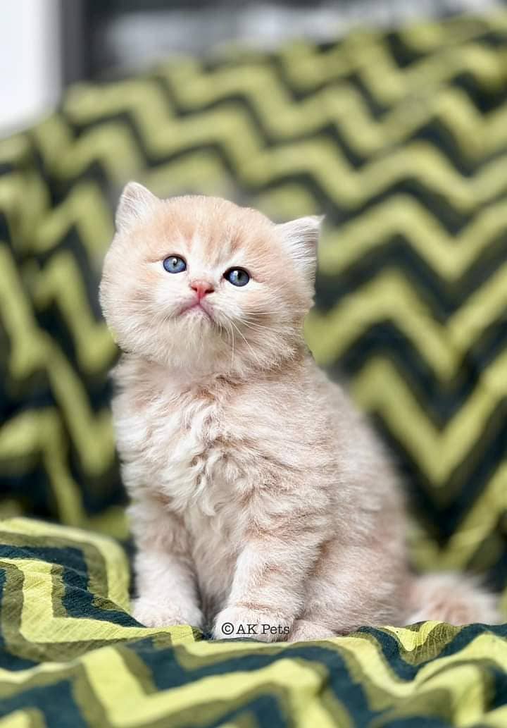 Kittens / Persian kittens / Triple coated kittens ( 03257190302 ) 11