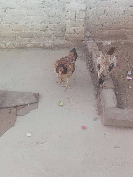 pair aseel hens for sale 4