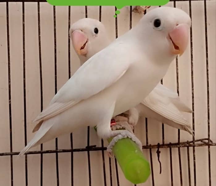 I am sale good pair lovebirds looking for new home 0