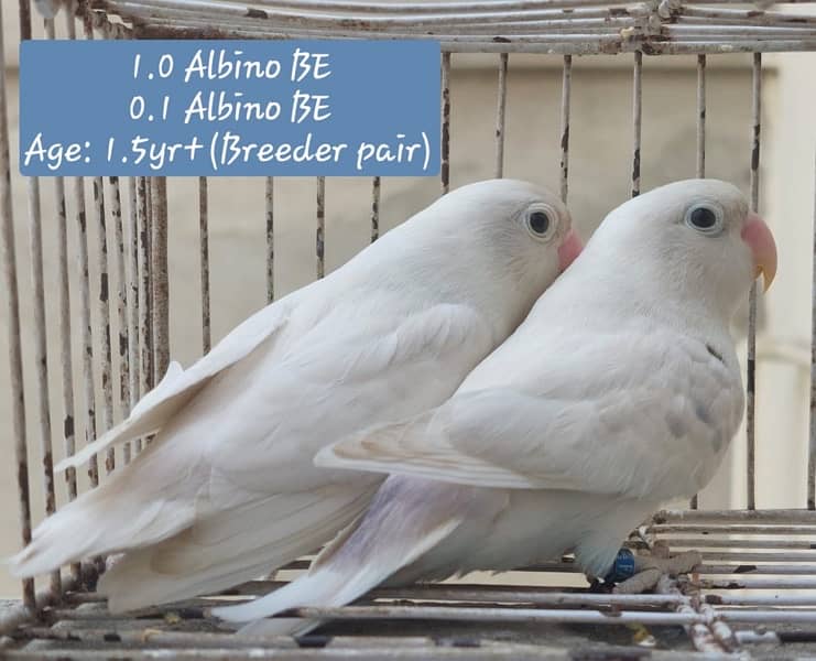 I am sale good pair lovebirds looking for new home 1