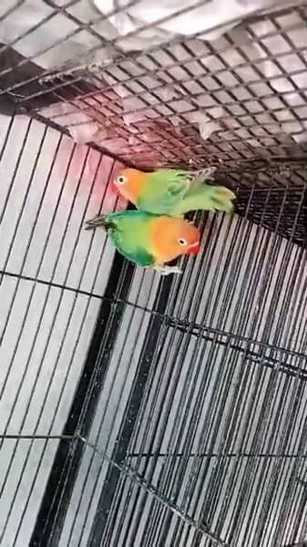 I am sale good pair lovebirds looking for new home 3