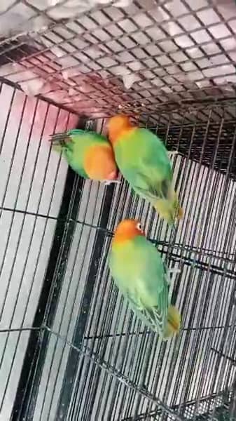 I am sale good pair lovebirds looking for new home 4