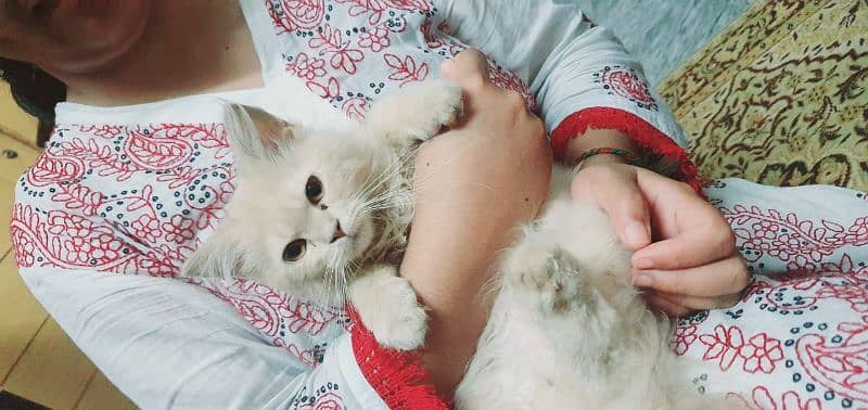 Persian cat ( 3 months old ) 0