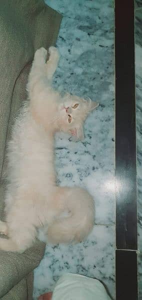 Persian cat ( 3 months old ) 2