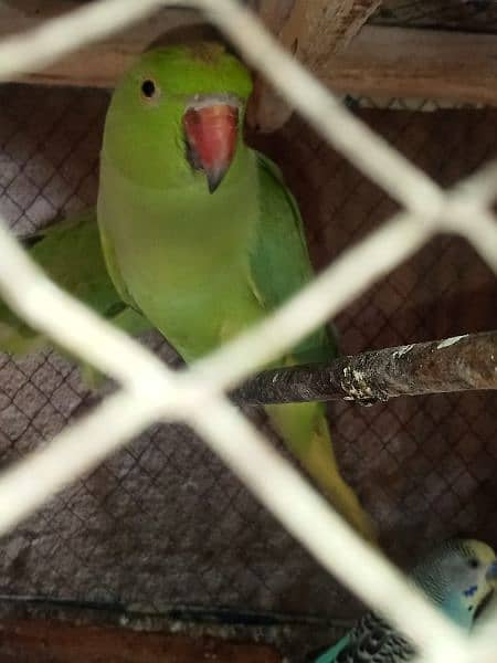 parrot 0