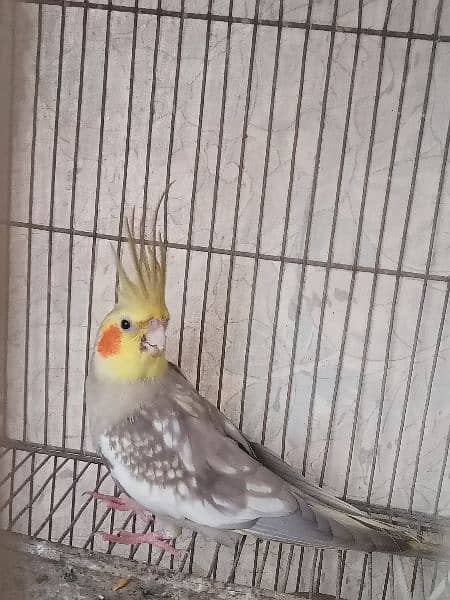 cockatiel pair 0