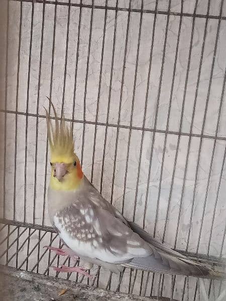 cockatiel pair 1