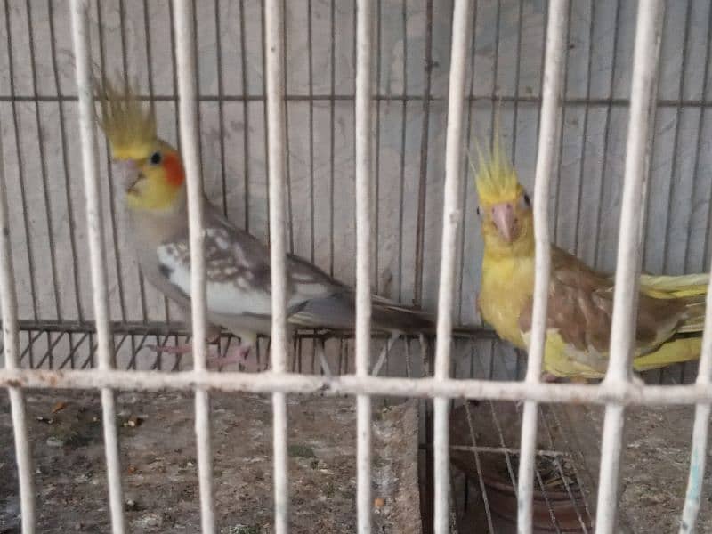 cockatiel pair 3