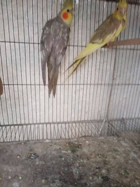 cockatiel pair 5