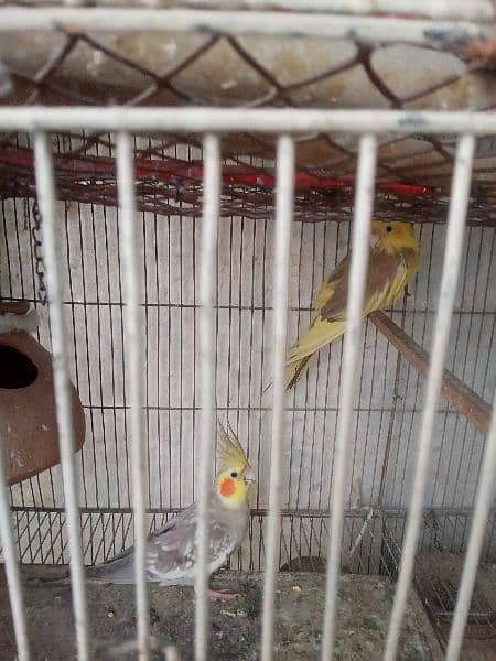 cockatiel pair 6