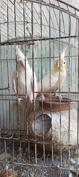 breeder pair urgent sale 0