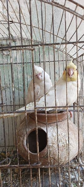 breeder pair urgent sale 3