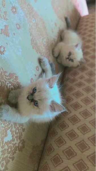 Tripple Coated Percian Kitten 0