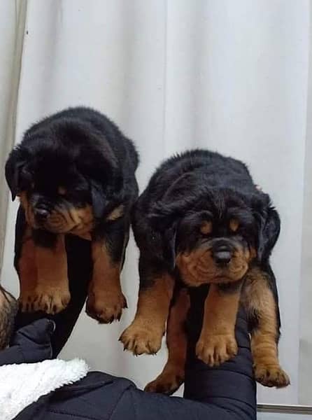 Rottweiler pedigree impoterd parents are puppies available 0