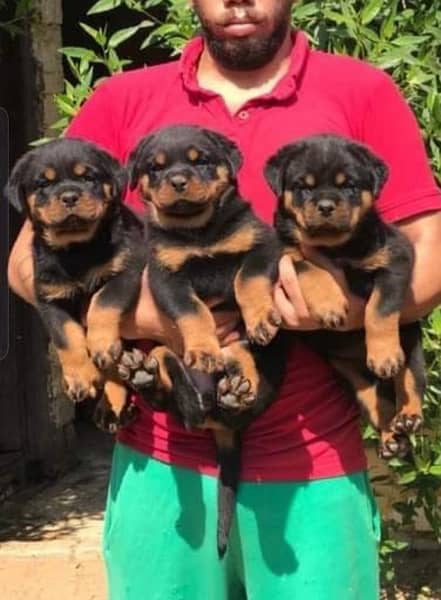 Rottweiler pedigree impoterd parents are puppies available 3