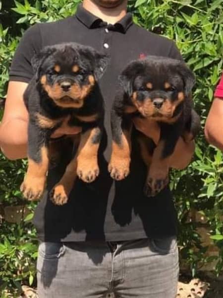 Rottweiler pedigree impoterd parents are puppies available 4