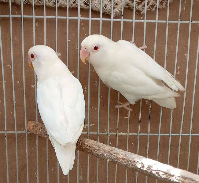 red hod, silver hod,and Albino red eyes pairs 3